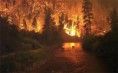 /album/fotogaleria/incendios-forestales-animales-1-jpg/